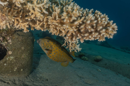 动物 系统 以色列 埃及 野生动物 暗礁 植物 生态系统