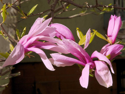 花瓣 春天 公园 粉红色 开花 自然 花园 季节 盛开