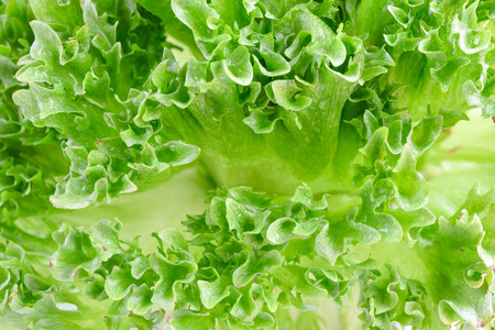 生菜 植物 农业 维生素 脆的 特写镜头 生产 郁郁葱葱