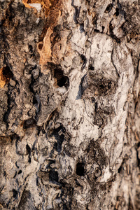 环境 自然 森林 树皮 古老的 松木 纹理 材料 树干 特写镜头
