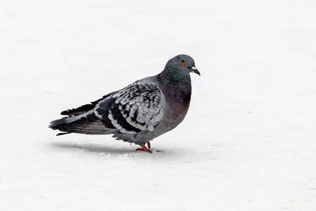冬天 美女 自然 动物 寒冷的 城市 野生动物 鸽子 步行