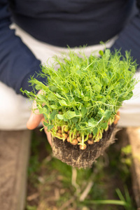 春天 新的 植物 微绿 自然 生活 污垢 夏天 花园 地面