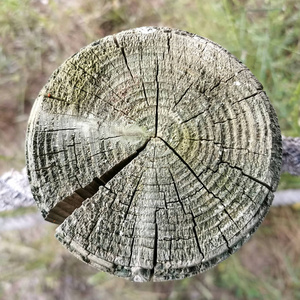 森林 树干 古老的 年龄 树桩 圆圈 戒指 木材 自然 纹理