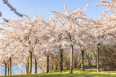 日本人 植物 花园 季节 盛开 走道 景观 日本 风景 植物区系