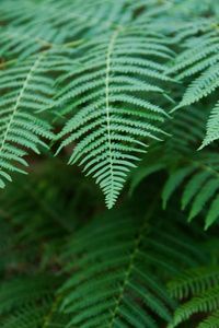 布里格斯 春天 墙纸 树叶 明信片 季节 生态学 植物 林地