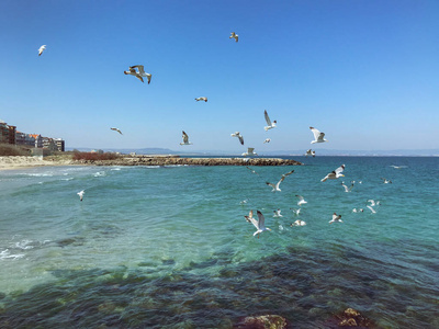 自由的 自然 空气 海鸟 美丽的 动物 旅行 天空 旅游业