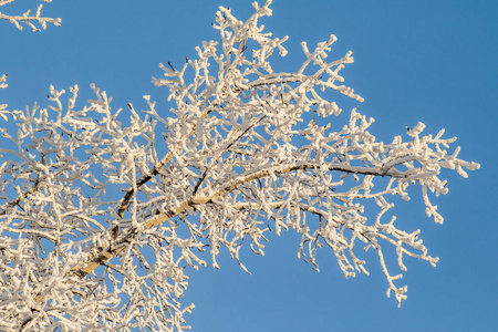 白霜 天气 森林 天空 十二月 季节 冷冰冰的 圣诞节 自然