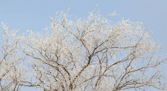 植物 天气 场景 十二月 假日 自然 寒冷的 美丽的 冷冰冰的