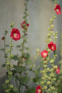 季节 花园 领域 花的 夏天 美女 美丽的 公园 开花 盛开