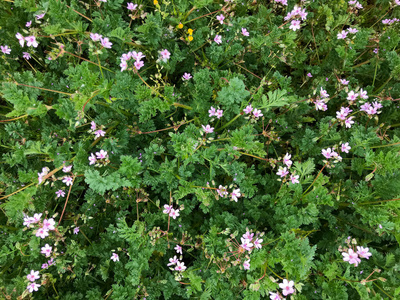 草地 粉红色 花园 乡村 植物区系 颜色 和平 特写镜头