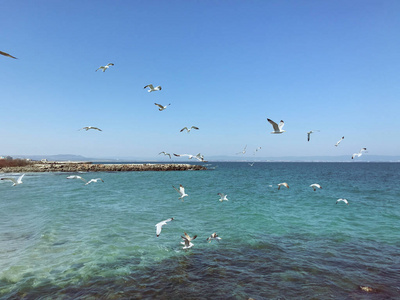 海的 航班 海岸线 海鸟 自然 假期 风景 海滩 海景 地平线