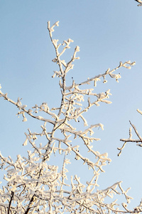 十二月 美丽的 季节 自然 场景 冬天 森林 冷冰冰的 天气