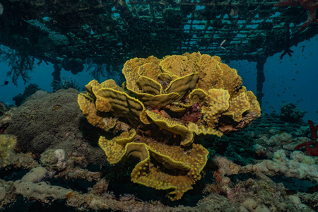 潜水 浮潜 埃及 植物 水下 美丽的 环境 暗礁 盐水 水族馆