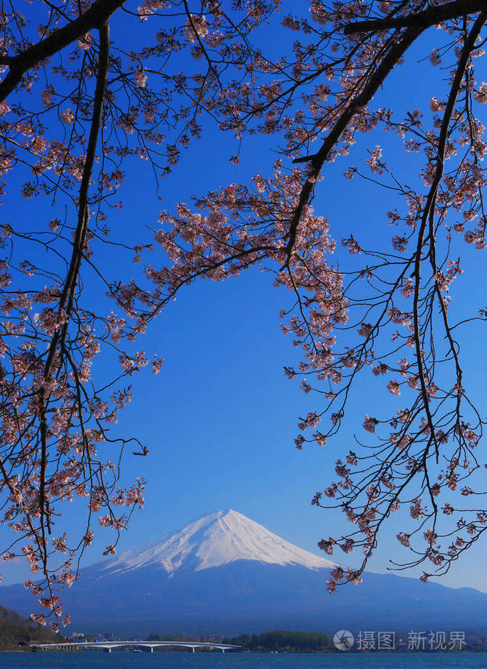 川崎 富士 四月 自然 天空 美丽的 春天 旅行 山梨 藤山