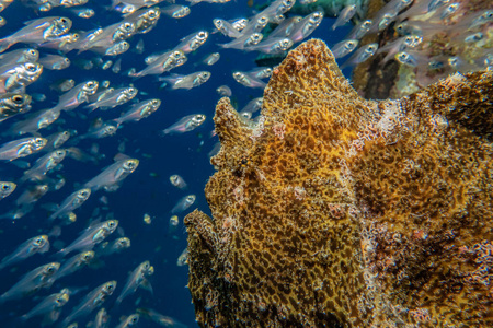 游泳 银莲花 小丑 美丽的 海洋 珊瑚 太阳 盐水 动物