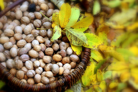 植物 自然 种子 秋天 营养 核桃 坚果 纹理 健康 小吃