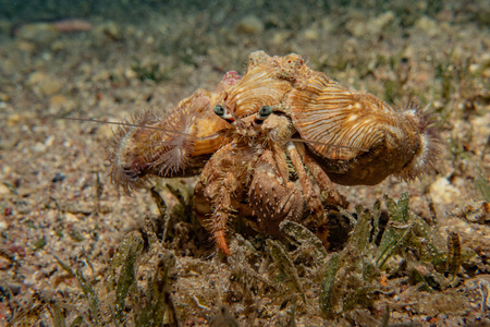 海的 甲壳类动物 太阳 旅行 自然 载体 美丽的 珊瑚 动物群