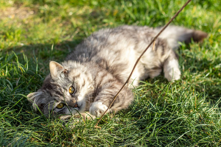 斑猫 草坪 毛茸茸的 可爱的 成人 自由的 公园 小猫 自然