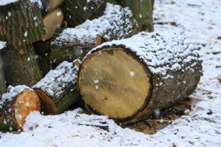 树干 自然 纹理 木材 树皮 材料 能量 堆栈 木柴 松木