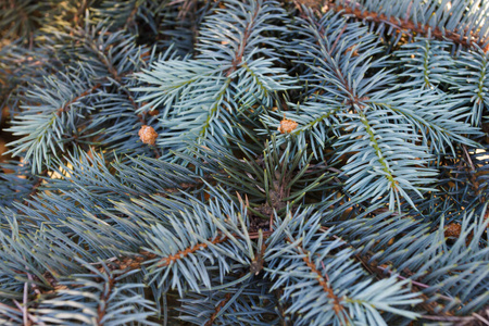 针叶树 庆祝 圆锥体 植物区系 圣诞节 细枝 冬天 美丽的