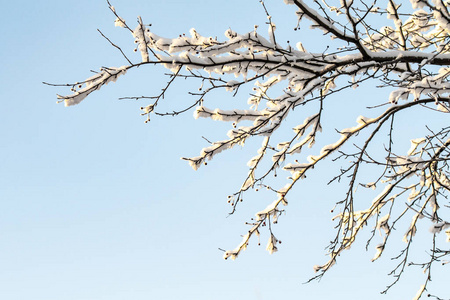 冷冰冰的 假日 季节 场景 自然 冬天 十二月 天空 风景