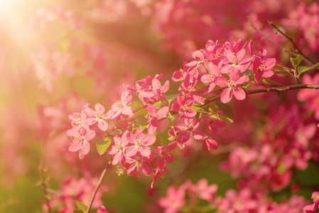 红苹果花