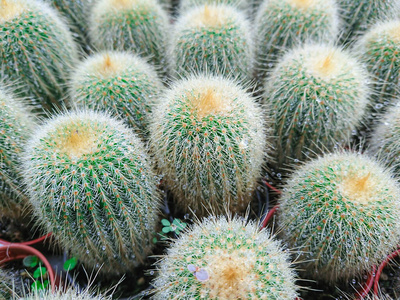 植物学 颜色 特写镜头 夏天 美丽的 花园 园艺 植物 纹理