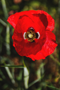 乡村 胶囊 开花 季节 自然 波基 四月 花粉 领域