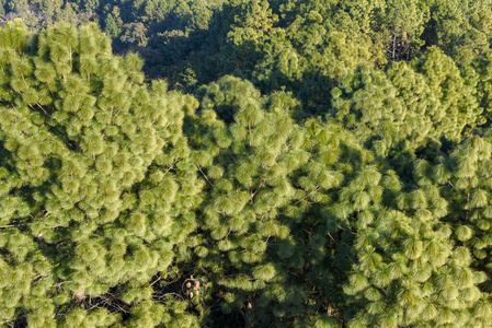 森林 公园 分支 植物 木材 旅游业 古老的 环境 自然