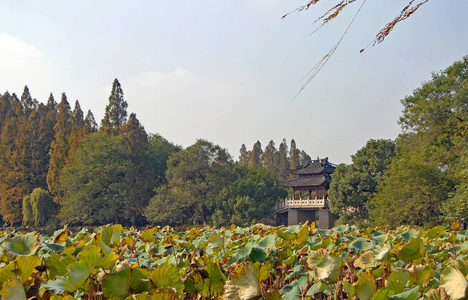 环境 瓷器 西湖 浙江 风景 建筑学 旅行 植物 百合花