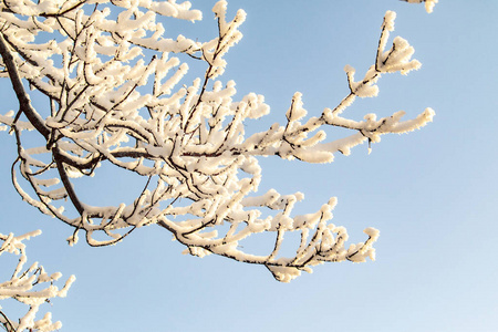 白霜 假日 冷冰冰的 十二月 美丽的 自然 冬天 季节 天气