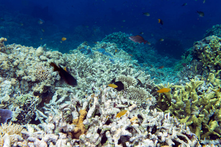 障碍 暗礁 珊瑚 海的 环境 加勒比 动物 水族馆 水下