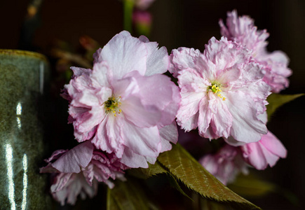 美丽的 花瓣 日本 春天 日本人 季节 樱花 粉红色 花的