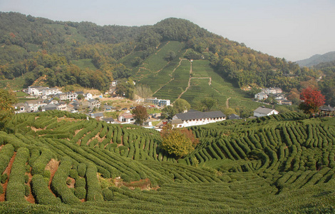 梯田 小山 村庄 浙江 风景 旅游业 亚洲 杭州 丘陵 农业