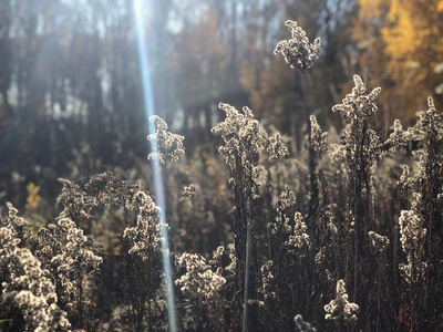 冬天 圣诞节 分支 开花 春天 植物 美丽的 风景 白霜