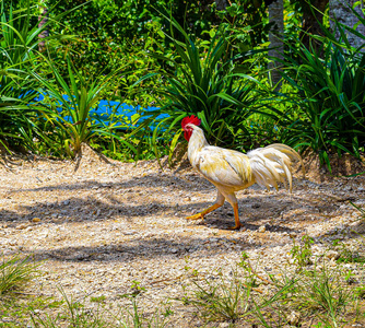 食物 农业 自由的 动物 特写镜头 草地 羽毛 外部 小鸡