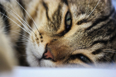 睡觉 甜的 催眠药 络腮胡子 猫科动物 可爱极了 软的 繁殖