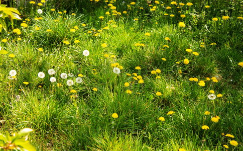 木材 草地 领域 蒲公英 菊科 草本植物 夏天 平原 黛西