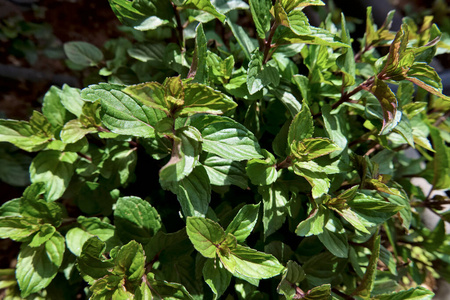 园艺 草药 调料品 花园 植物区系 芳香 薄荷 气味 栽培