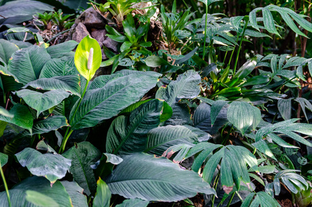 和平 生长 花园 植物区系 盛开 百合花 园艺 夏天 植物