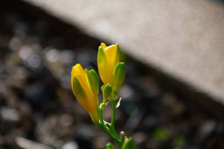 特写镜头 花瓣 环境 花园 生长 夏天 植物 春天 花的