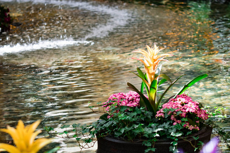 水塘 盛开 开花 美丽的 园艺 池塘 自然 莲花 植物学