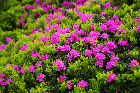 植物区系 旅行 自然 季节 颜色 开花 春天 照明 风景