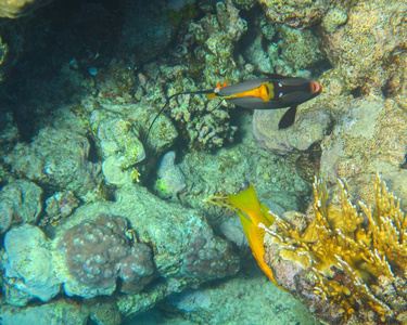 旅游业 珊瑚 旅行 运动 水肺 生活 娱乐 自然 暗礁 海的