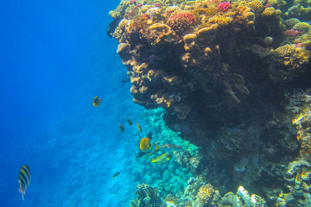 旅游业 珊瑚 旅行 水肺 美丽的 娱乐 季节 水族馆 潜水