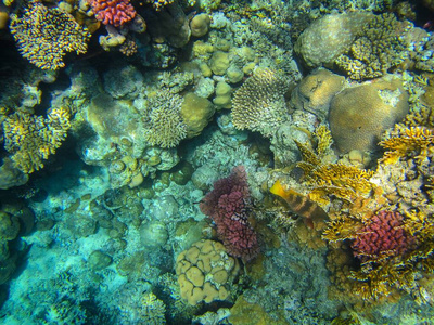 海洋 深的 生活 水肺 暗礁 水下 水族馆 潜水 自然 海的