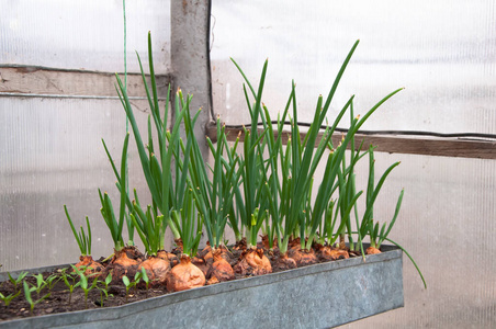 生长 植物 绿色植物 植物区系 春天 乡村 成长 环境 冠状病毒