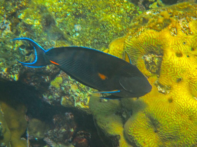 海洋 深的 水族馆 自然 暗礁 动物 水下 水肺 潜水 珊瑚