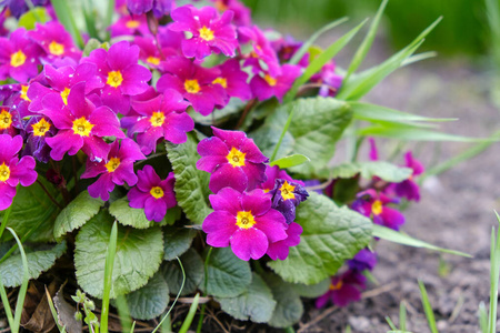 花瓣 园艺 颜色 紫色 花园 植物区系 自然 植物 前进