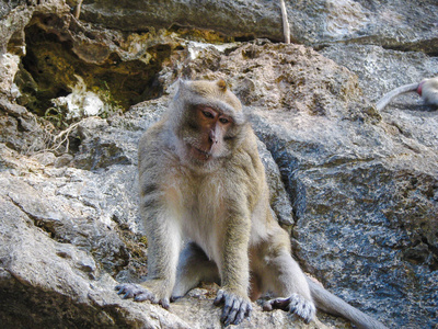 丛林 亚洲 休息 泰语 猴子 旅行 可爱的 夏天 自然 猕猴